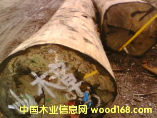 山樟的详细介绍