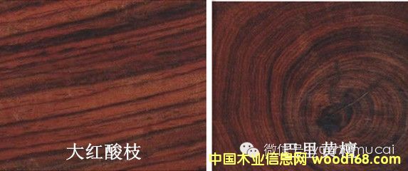 ע��������֦�������֦����Ҫ����