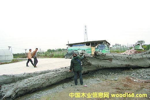 һ����ľ�����澭�� 