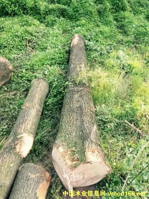 ŷ�ް���ԭľ