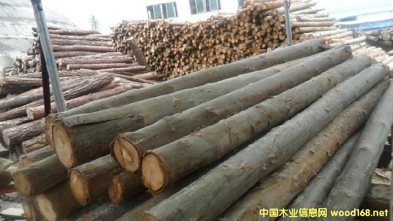 杂木的详细介绍