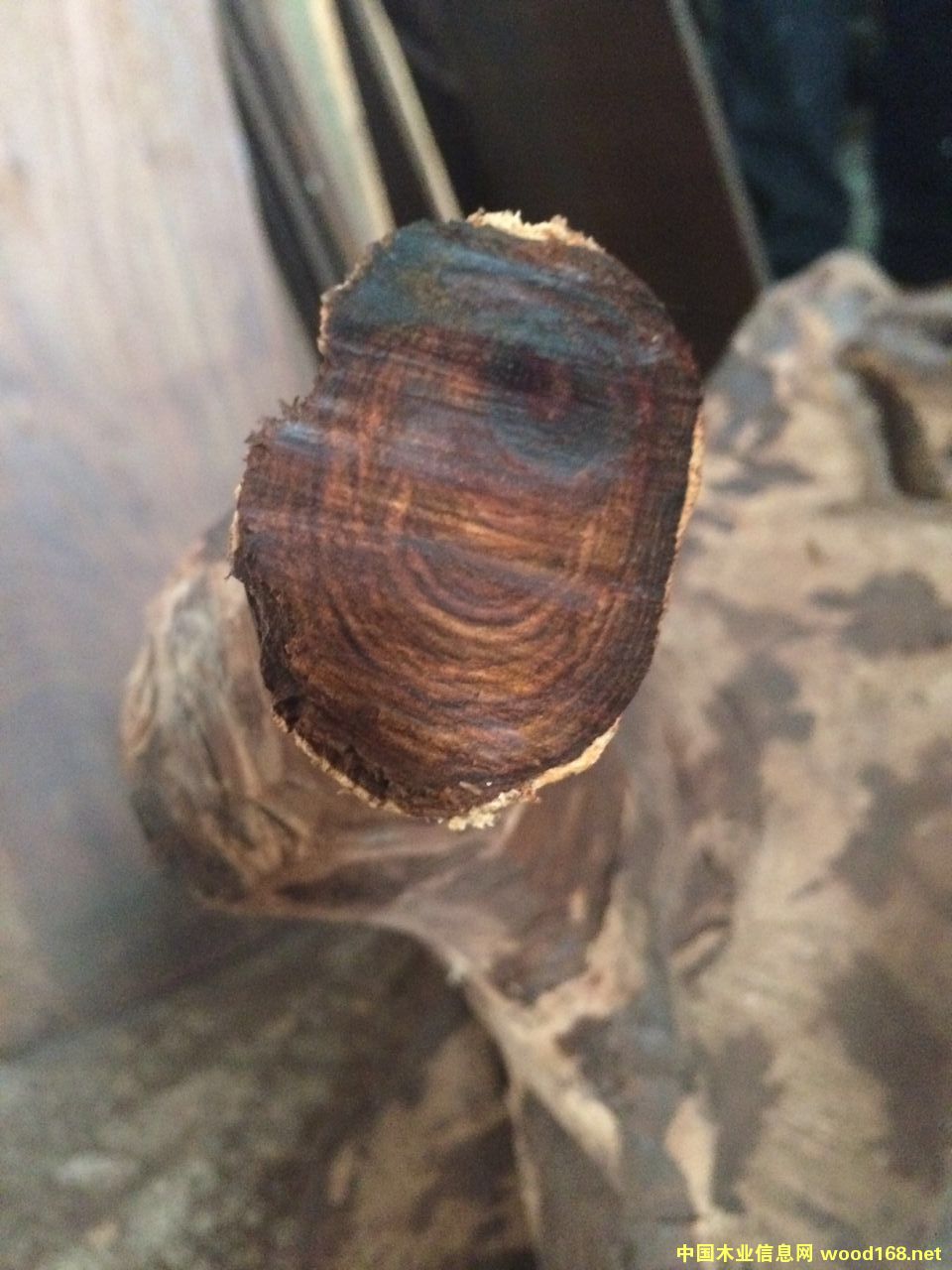 ���ϻƻ���ԭľ