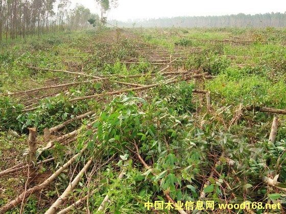 ֦/Ҷ/ľ֦/ľҶ/ľ/ľ/ľҶ/Ҷϸ