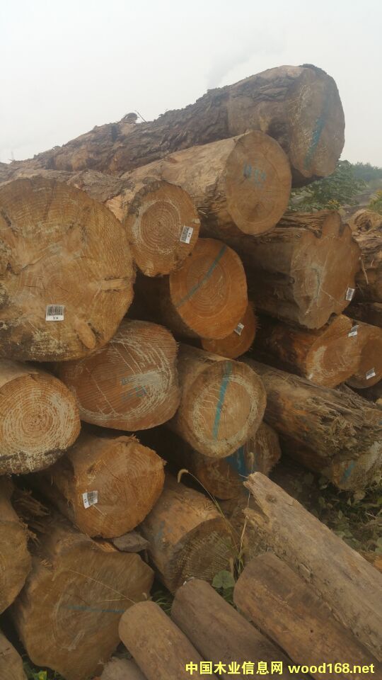 ������������ԭľ