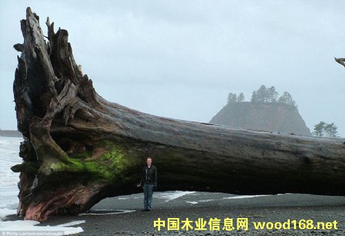 ����ұ�ֵ������������ľ�ļ۸����ѹ��