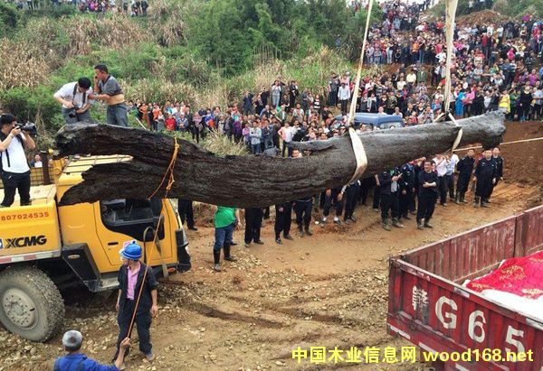 ľ���г�����ľ��������ľ����ֵ����һ�֣�