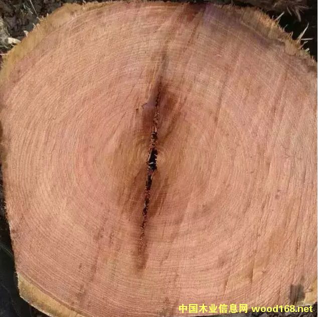 ���޻���ľ����