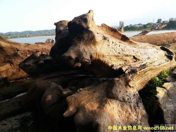 ���Ӵ���44����ľ���ݿ� �ɻ���5ǧԪ��֤��