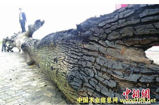 �Ĵ����־�����ľ��������15�� ����ľΪ�α���Ϊ������ľ