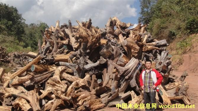 ����ľ��-�����֦