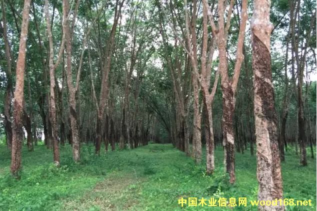 ̩����ľ�����Ժͼӹ�����