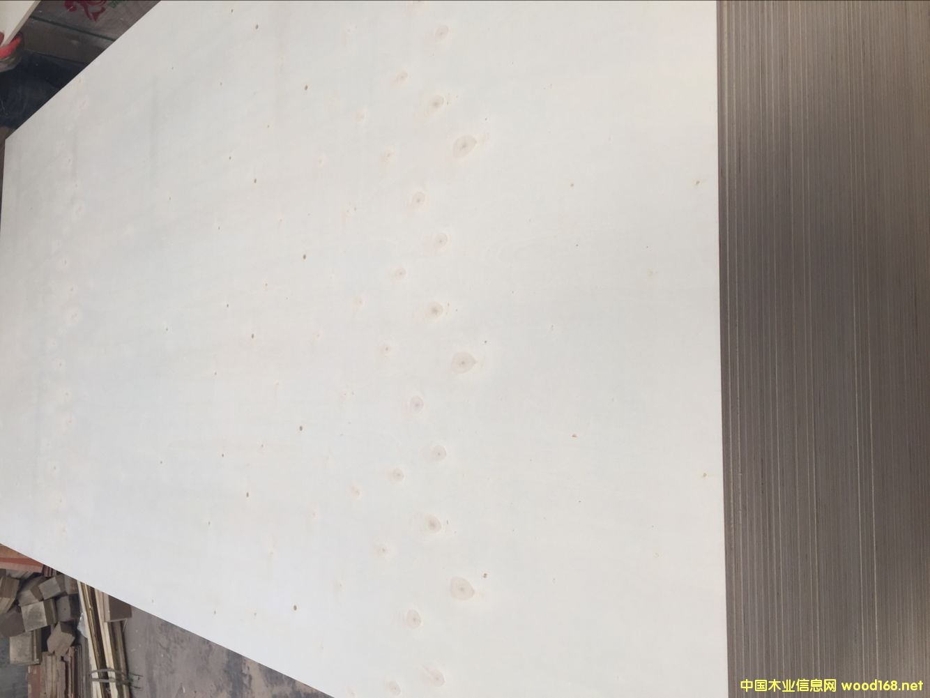 16����Ư����ľ�����