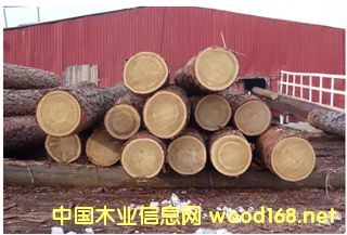 ����鿴��Ҷ��ԭľ����ϸ����