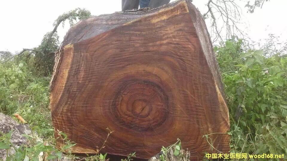 ��������ľԭľ