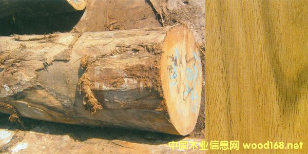 ��������ɳ��Խľ��