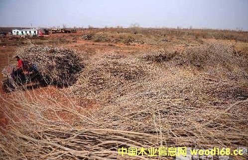 ˹ɳľɳľͲġٻγɹģҵ