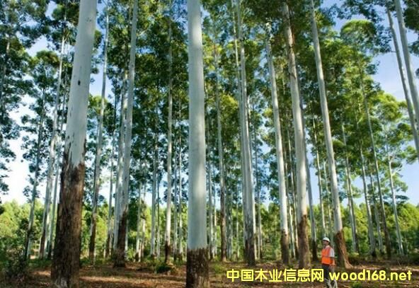 õ����ľ-���ʵ����е�������