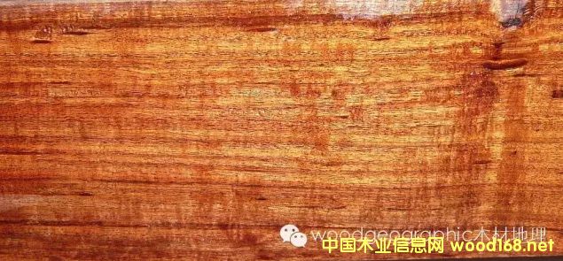 ľ�İٿƣ����ֶ���Mopane��ľ�����