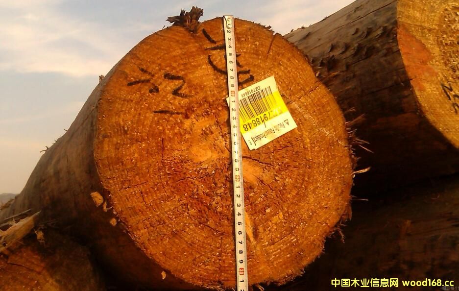 ľĽע⣺ɵԭľ±ľĽߴ