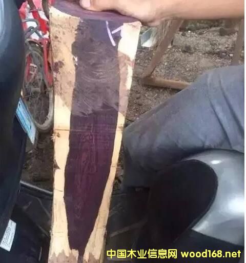 ݻ̴:һð亣ϻƻľ,ƶȴ90%