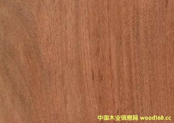 ľͼףĤҶ󱦶ľõľ