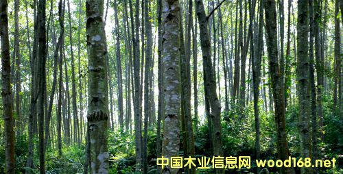 �����룺����ľ�Ĺ�����ȫ �ٽ���ҵת������