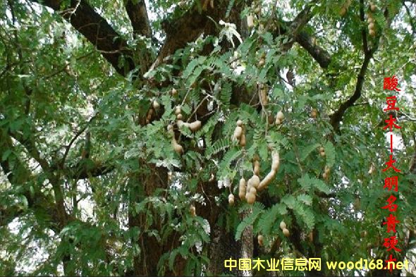 木材树种详解--酸豆木 俗称:罗望子、酸角、酸子