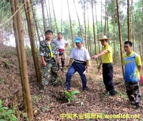 ɭ����֤���������ʯӪ�ֲ�����