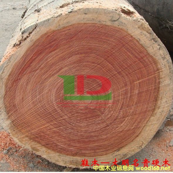 ľ--Ьľ  ׳ƣõ塢õľľ