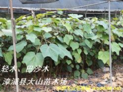 [] ľ磨BalsaɳľͶɳľͶɼľ