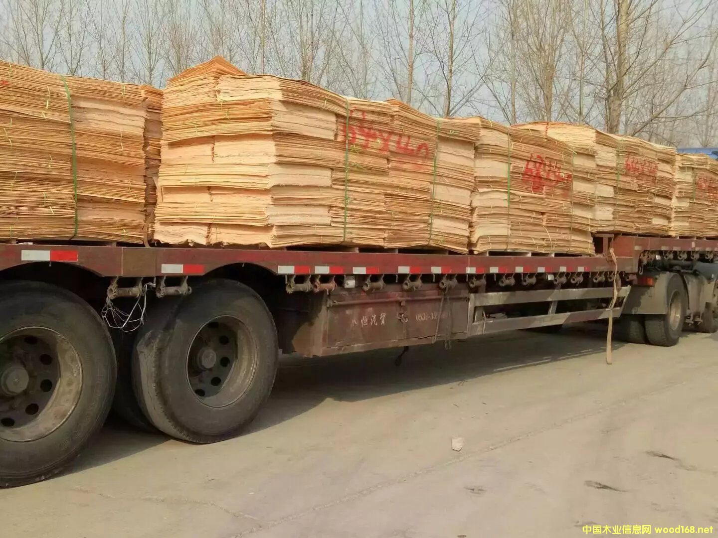 松木的详细介绍