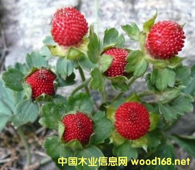 ����鿴��ݮ�Ŵ�ͼƬ