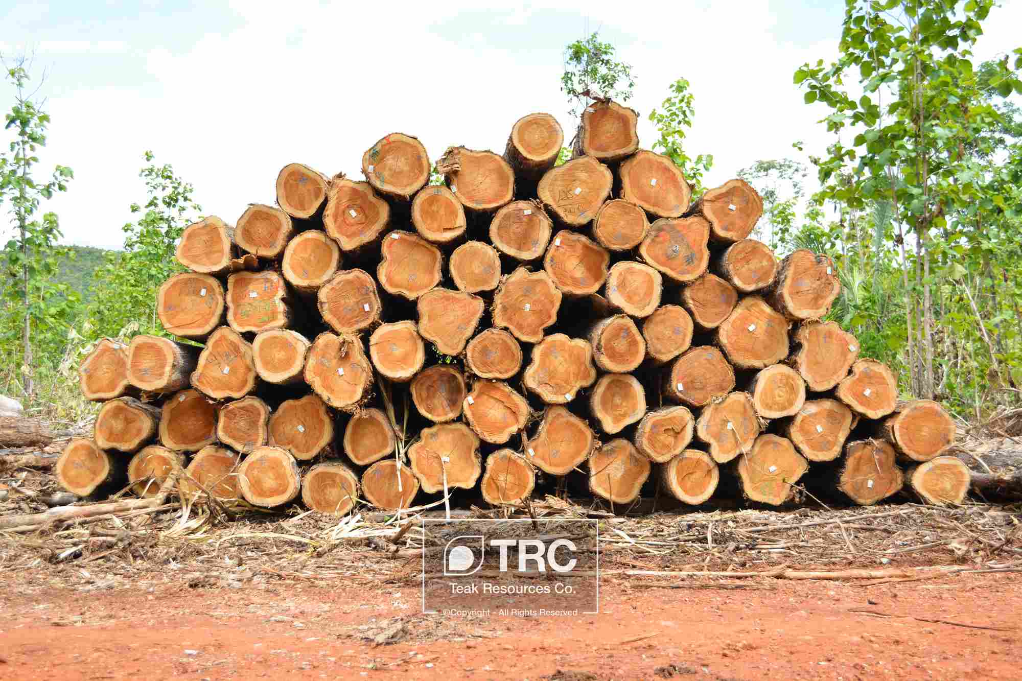 FSC ľƤȼ ľԭľ Veneer Teak logϸ