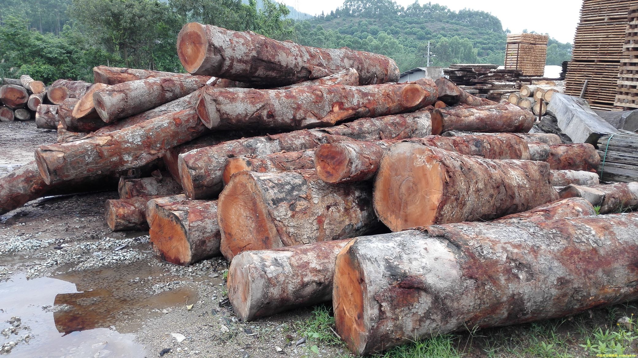 [] Ӧһоľһİģmahogany,Ҷһģһ