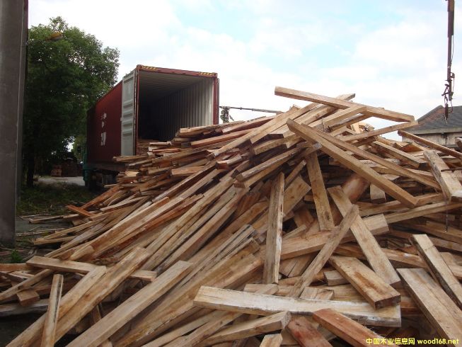 [] Ӧľģľalbizia falcata