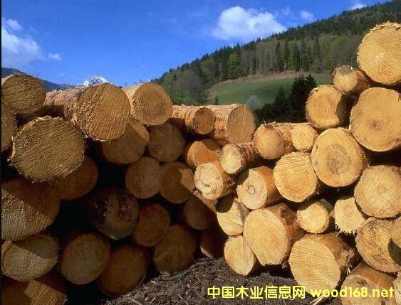 ������ľ�ĳ�����δ��5�꽫��������