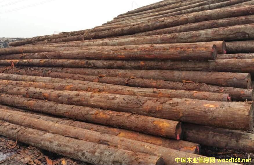 ������ɼԭľ