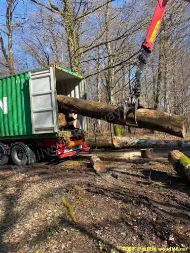 法国榉木法国榉木原木 榉木板材 白橡白蜡红橡原木 专人监测量