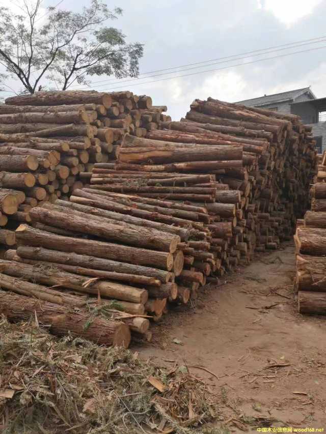 ����鿴��ľ�Ŵ�ͼƬ