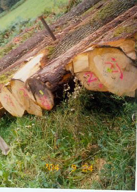 ����鿴ŷ����ľEuropean White oak logs��ϸ����