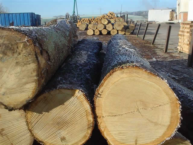 ŷ�ް���ľ����ľ���ֻ���