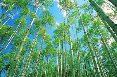 ��ľ����Ҷ�ɡ�������ľ