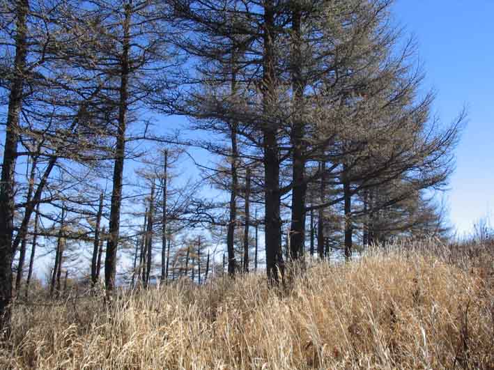 ��Ҷ�ɡ�������ľ